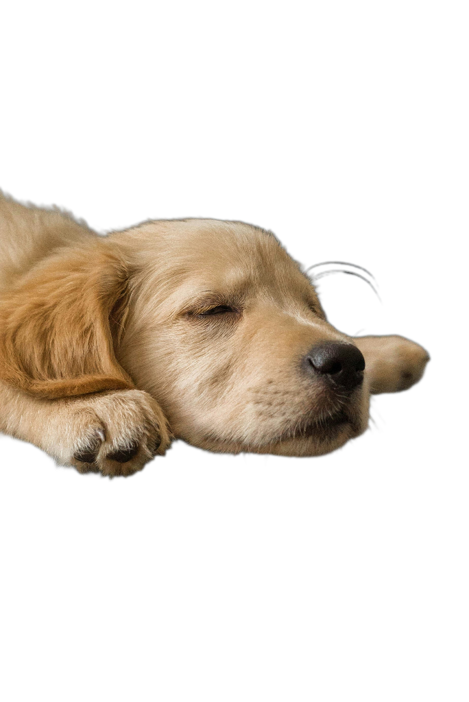 Golden retriever with transparent background — fine fur detail preserved by SimplyPNG