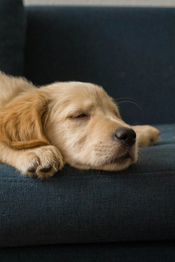 Golden retriever dog portrait